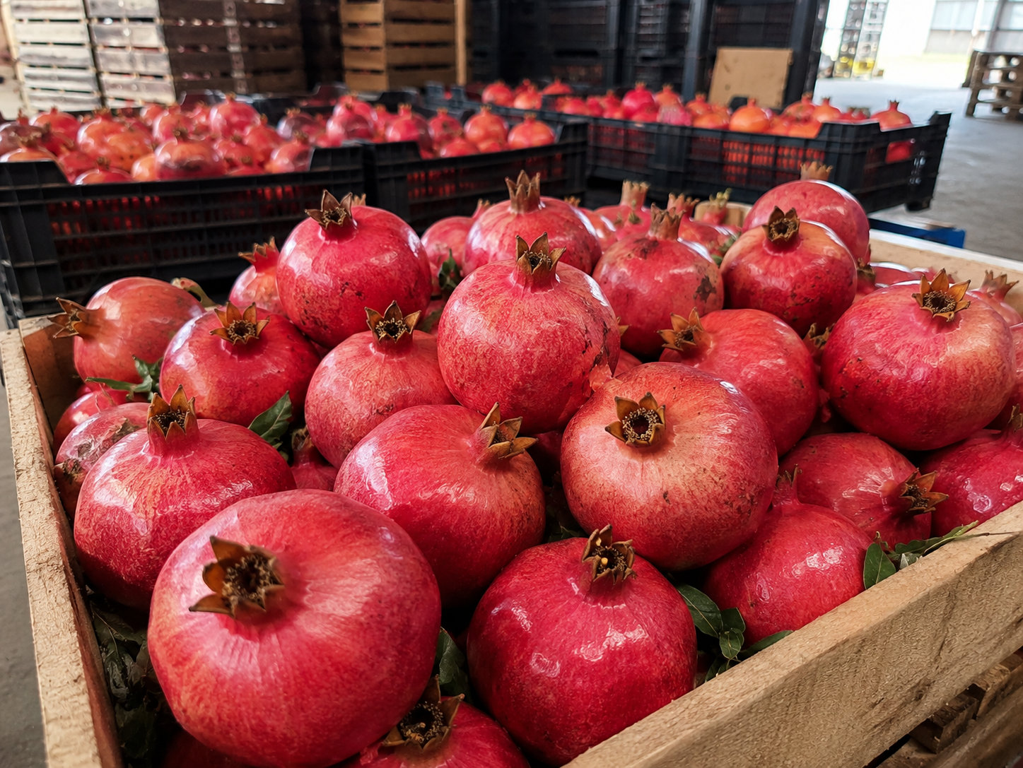 Pomegranate Export India